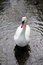 Free One Swan Stock Image - 4158911