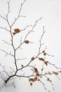 Free Leave In Winter Stock Image - 4164511