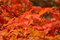 Free Maple Leaves Royalty Free Stock Images - 4168189