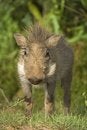 Free Baby Warthog Royalty Free Stock Image - 4171786