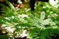 Free Ferns On Forest Floor Stock Photo - 4175160