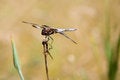 Free Thinking Dragonfly Stock Photo - 4175170