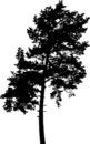 Free Isolated Tree - 7. Silhouette Stock Images - 4185154