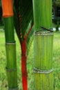 Free Bamboo Trunk Stock Image - 4185781