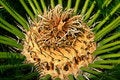 Free Cycas Heart Royalty Free Stock Image - 4186786
