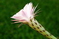 Free Cactus Flower_1 Stock Images - 4186864