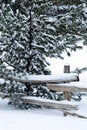 Free Snow Laden Branches Royalty Free Stock Photo - 4189335