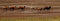 Free Camels In Line Stock Images - 4183104