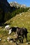 Free Wild Horse Stock Images - 4184524