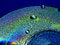Free Water Drops On A CD Stock Photos - 4187163