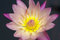 Free Tropical Lily Royalty Free Stock Photo - 4189915