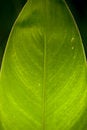 Free Leaf With Backlight Stock Photos - 4190073