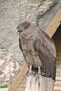 Free Andes Condor Royalty Free Stock Photos - 4193638