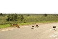 Free Little Ostrich Chickens Crossing Safari Road Royalty Free Stock Images - 4194989
