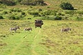 Free Zebra Family Crossing Road Behind Safari Truck Royalty Free Stock Images - 4195039