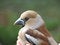 Free Bird In Hand Royalty Free Stock Photography - 4190647