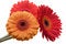 Free Flowers Isolated Royalty Free Stock Image - 4193536