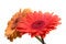 Free Flowers Isolated Royalty Free Stock Photo - 4193555