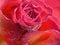 Free Rose Background Texture Royalty Free Stock Photos - 4193618