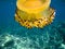 Free Jelly Fish Stock Photography - 4193672