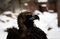Free Proud Eagle Royalty Free Stock Photo - 4195915