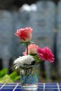 Free Morning Flowers Royalty Free Stock Images - 423039