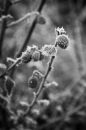 Free Frosty Berry B&W Royalty Free Stock Photo - 424925