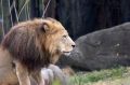 Free Lion Stock Image - 425321