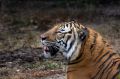 Free Tiger Stock Photos - 425353