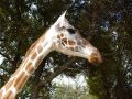 Free Giraffe Head And Neck Royalty Free Stock Photography - 426337