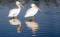 Free Two Pelicans Stock Photos - 425053