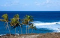 Free Palm Trees With Rough Surf Royalty Free Stock Image - 4201856