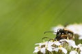Free Life Of Bugs Royalty Free Stock Image - 4202736