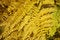 Free Withered Fern Royalty Free Stock Image - 4200786