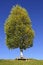 Free Birchtree Royalty Free Stock Photography - 4200797