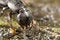 Free Devil S Coach Horse Beetle Royalty Free Stock Photo - 4206615