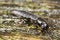 Free Devil S Coach Horse Beetle Stock Image - 4206631