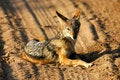 Free African Jackal Stock Image - 4217751