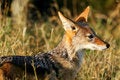 Free African Jackal Royalty Free Stock Photography - 4217757