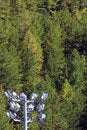 Free Conifer Royalty Free Stock Photo - 4218545