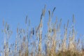 Free Particular Stalk Stock Photos - 4218633