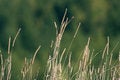Free Particular Stalk Stock Images - 4218634