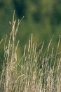 Free Particular Stalk Royalty Free Stock Photos - 4218638