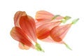 Free Petals Royalty Free Stock Photo - 4219785