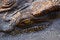 Free The Eye Of Crocodile Royalty Free Stock Photo - 4215965
