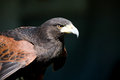 Free Hawk With Intense Stare Stock Image - 4221881