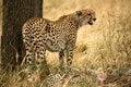 Free Watchful Cheetah With Cubs Royalty Free Stock Images - 4230849