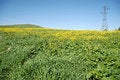 Free Blooming Canola Royalty Free Stock Photo - 4232615