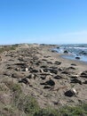 Free Elephant Seals With Sky Royalty Free Stock Photos - 4238568