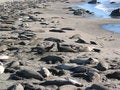 Free Elephant Seals Royalty Free Stock Photo - 4238575